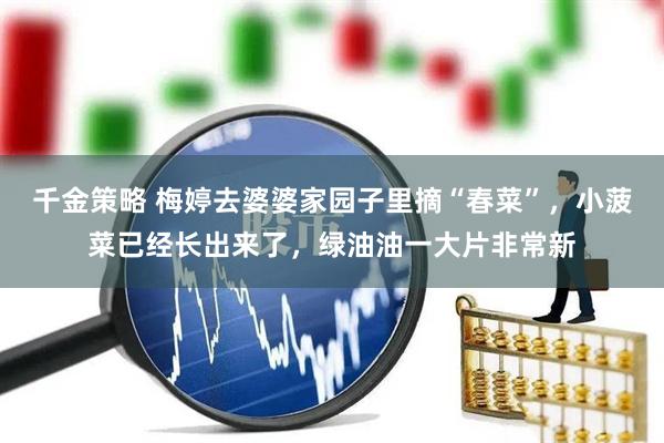 千金策略 梅婷去婆婆家园子里摘“春菜”，小菠菜已经长出来了，绿油油一大片非常新